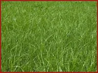 Универсальная газонная трава
