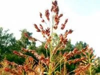 Семена Суданской травы (Кинельская 100)