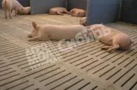 Щелевые полы бетонные для свиноферм