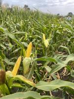 Семена кукурузы компании Агроплазма