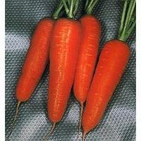 Семена моркови Шантане Курода (1000 гр)