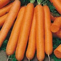 Семена моркови Берликум Роял (100 гр)