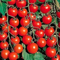 Семена томата Черри Блосэм (1000 с)