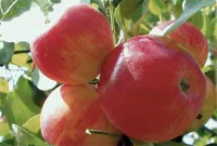 Саженцы яблони уральской селекции