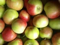 Яблоки оптом от производителя в Крыму