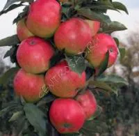 Саженцы яблони