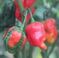 Семена перца Carolina Reaper