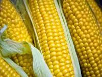 Семена кукурузы Обский 140 СВ