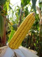 Семена кукурузы Кубанский 141 МВ