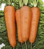 Морковь КУРОДА ШАНТАНЕ (1 кг) Sakata
