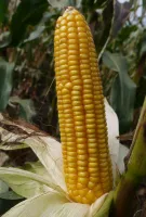 Семена кукурузы НУР
