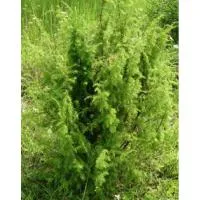 Можжевельник обыкновенный (Juniperus communis subsp. communis var. communis), Двухлетние