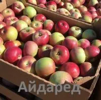 Яблоки из Крыма
