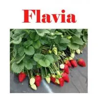 Флавия (Flavia). Саженцы земляники садовой (клубники).