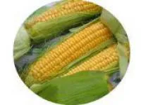 Семена кукурузы Краснодарский 194 МВ