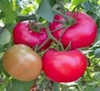 Семена томатов Турино F1, 100 семян