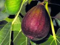 Инжир Ficus carica сорт Brown Turkey