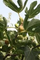 Инжир Ficus carica сорт Финиковый неаполитанский