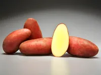 Семена картофеля Родрига