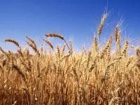 Семена яровой пшеницы Дарья ЭС
