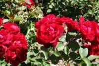 Саженцы розы флорибунда Лилли Марлен, в контейнере