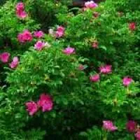 Саженцы шиповника – роза морщинистая (Rosa rugosa), ЗКС (в контейнерах)