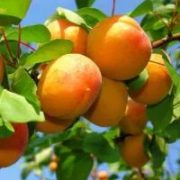 Агротехника абрикоса в Средней полосе России