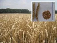 Пшеница мягкая яровая Новосибирская 18 29