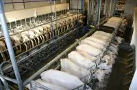 Строительство молочно-овцеводческой-козьей фермы "под ключ"