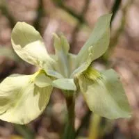 Луковицы Лилий Moraea Spathulata