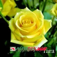 Роза Тара (Tara)