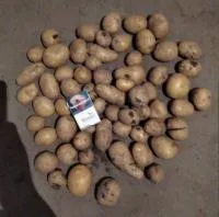 Картофель (урожай 2019)