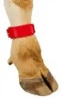 Повязка - метка на ногу Ankar для маркировки больных животных