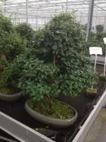 Бирючина Ligustrum