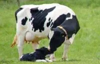 Семя быков молочного направления