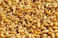 Фуражное зерно (ячмень, пшеница)