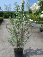 Чубушник Philadelphus Virginal, 1,0-1,2м, ОКС, 4лет