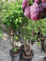 Сирень гиацинтовая Syringa ×hyacinthiflora Clarkes Giant, 0,7-1,0м, ОКС, 3-4лет