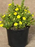 Лапчатка кустарниковая Potentilla fruticosa Goldfinger, 0,6-0,8м, ОКС, 3-4лет