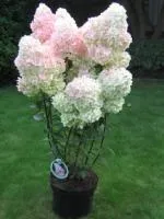 Гортензия метельчатая Hydrangea paniculata Vanille Fraise, 0,8-1,0м, с7,5, 4-5лет