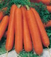 Морковь Нантская 4 вес, Италия