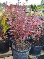 Барбарис тунберга Berberis thunbergii Atropurpurea, 0,5-0,7м, ОКС, 3-4лет