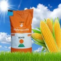 Семена гибридов кукурузы KWS/КВС Амарок