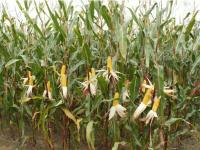 Семена гибридов кукурузы Полесский 212 СВ