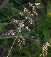 Мятлик луговой (Poa pratensis)