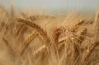 Фунгициды для зерновых культур