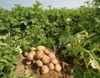 Гербициды для картофеля