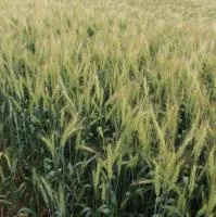 Яровая Пшеница Гранни РС1