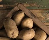 Картофель оптом от производителя Белороза, Лаура, Гала.