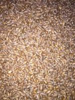 Семена пшеницы Новосибирская 31 СуперЭлита и Элита